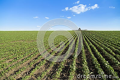 Tractor spraying soybean crop field.