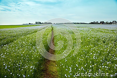 The tractor trace among blooming linen field