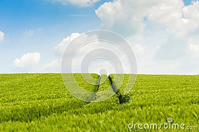 Tractor track through a field