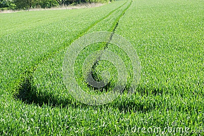 Tractor tracks on a field v3