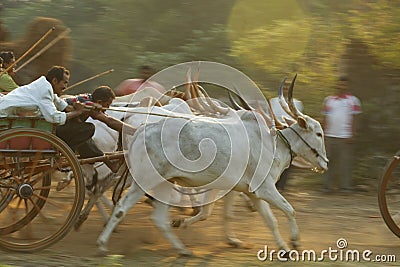 Traditional Bullock Cart Race