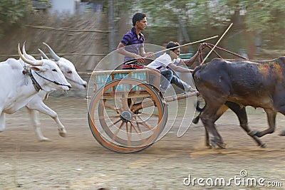 Traditional Bullock Cart Race