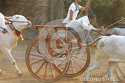 Traditional Bullock Cart Race