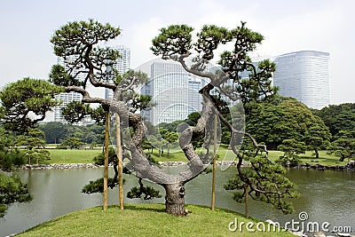 Traditional Japanese garden with office buildings