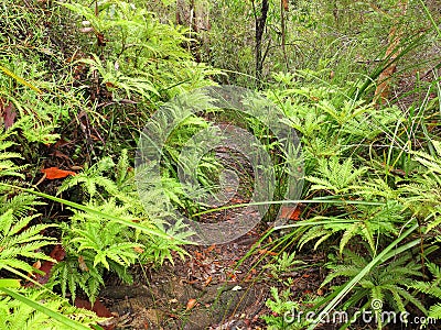 Trail through moist woodland