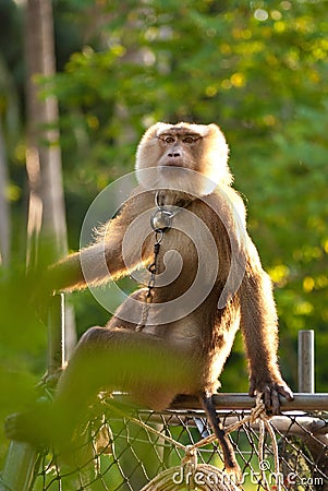 Trained monkey