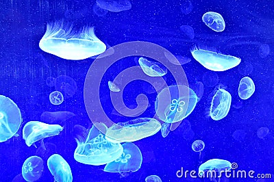 Translucent jelly fish