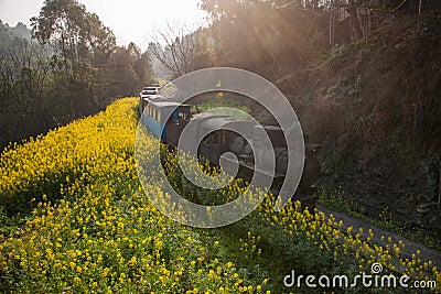 Traveling between Leshan City, Sichuan Qianwei Ka Yan Yang train bees to the small train station canola flower