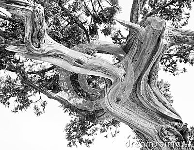 Tree. Abstract silhouette of pine tree branches