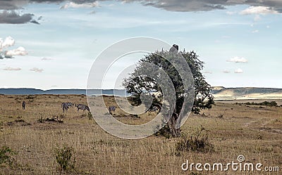 Tree on the African savannah