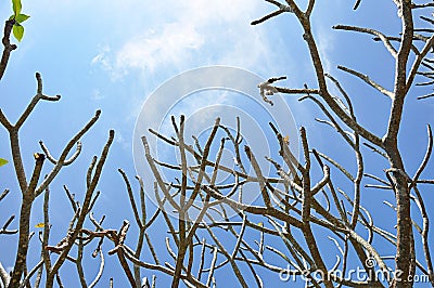 Tree branches with no leaves