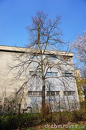 Tree and building