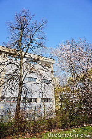 Tree and building