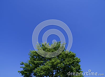 Tree canopy and big blue sky