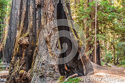 A tree fire formation