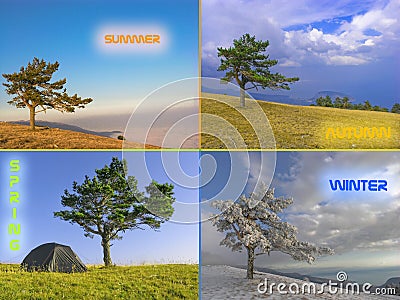 Tree in four seasons