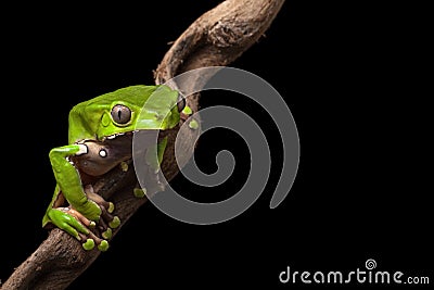 Tree frog in Brazil amazon rain forest