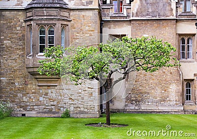 A tree in front of an old house in Oxford, UK