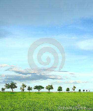 Tree and green field with road and blue sky