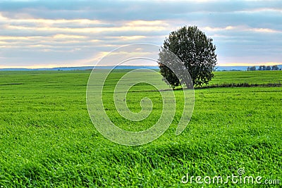 Tree on a green pasture