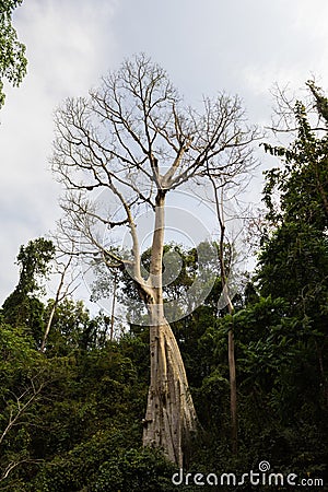 A tree have no leaves with beehives