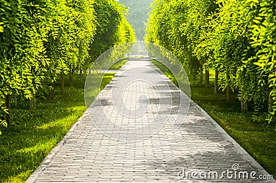 Tree lined road