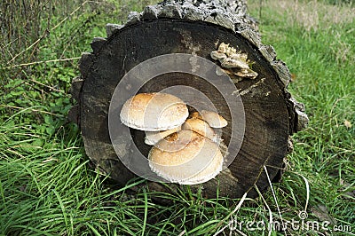 Tree mushrooms
