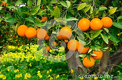 Tree with oranges