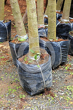 Tree planting for garden