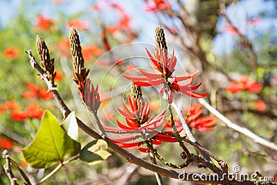 Tree with red flowers, erythrina, coral tree