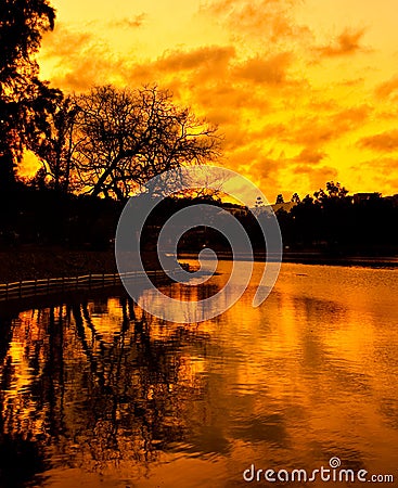 Tree reflection in lake at sunset