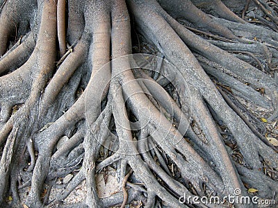 Thailand catch dragon root 7