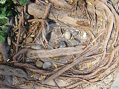Thailand catch dragon root 2
