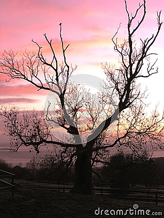 Tree Silhouette with Pink Sky