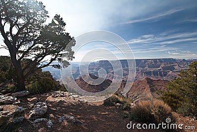 A tree sits over the grand canyon