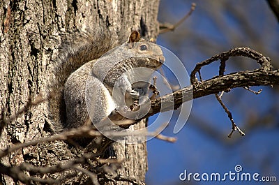 Tree squirrel