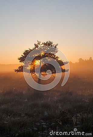 Tree in sunrise