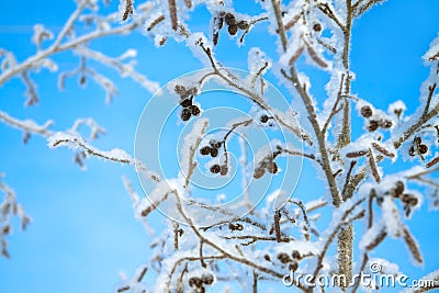 Tree in the winter covered with snow on background the blue sky