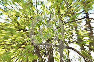 Tree zoom background