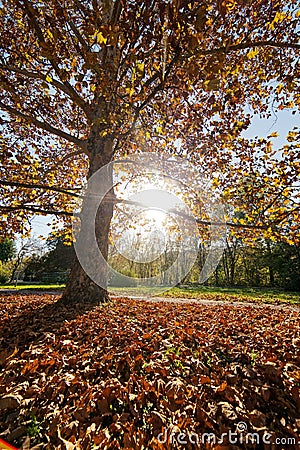 Trees with fallen leaves