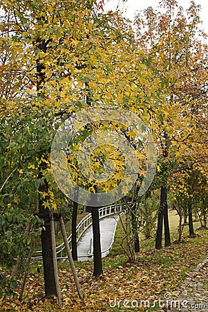 Trees, Fallen Leaves and Path