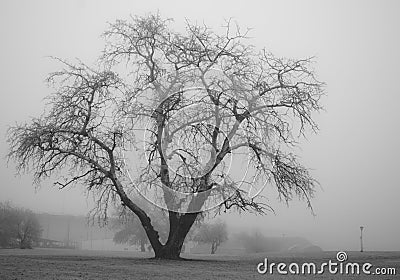 Trees in fog. Black and white