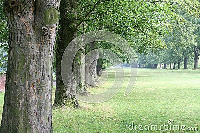 Trees in Line