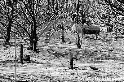 Trees and Propane Tank after Wild Fire