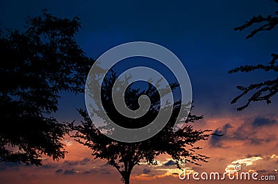 Trees In Silhouette Under Dramatic Sunset Sky