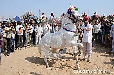 Tribal nomad man taking part at horse dance competition,Pushkar,India