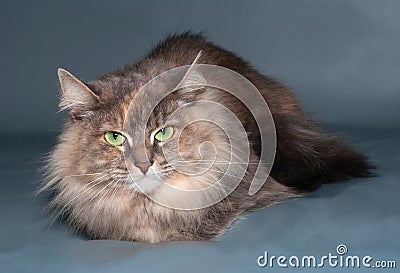 Tricolor fluffy cat with green eyes lying on gray