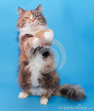 Tricolor thick fluffy cat on blue