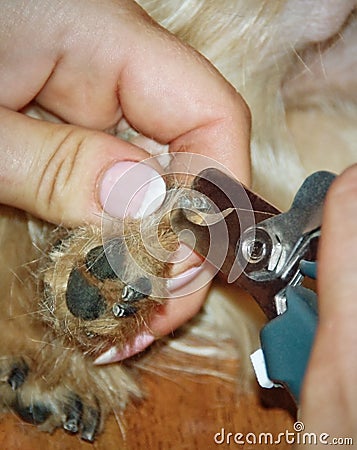 Trim Dog Claws Royalty Free Stock graphy Image royalty free stock photography trim dog claws image