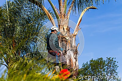 Trimming Trees